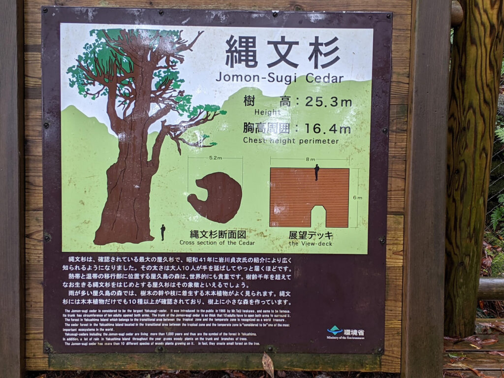縄文杉の説明看板